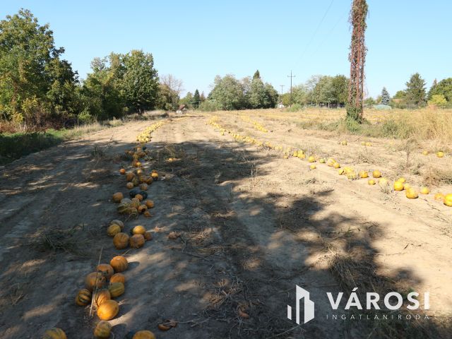 Döbörhegy központú telek,felosztható,autó beszámítással is..